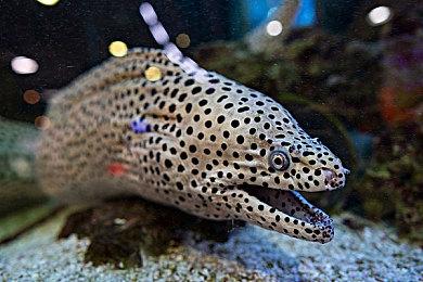 《暗黑破坏神4》公测将于3＆24开始 开场动画展示